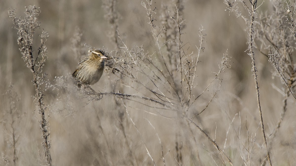 White-browed Meadowlark - ML461931301