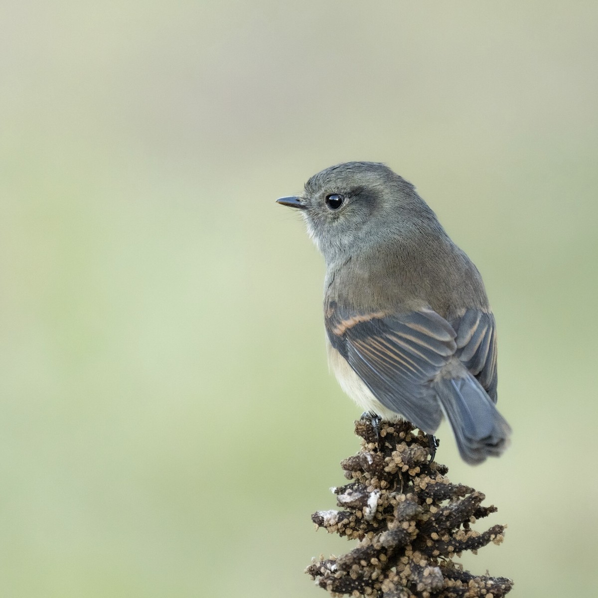 Patagonian Tyrant - ML461931731