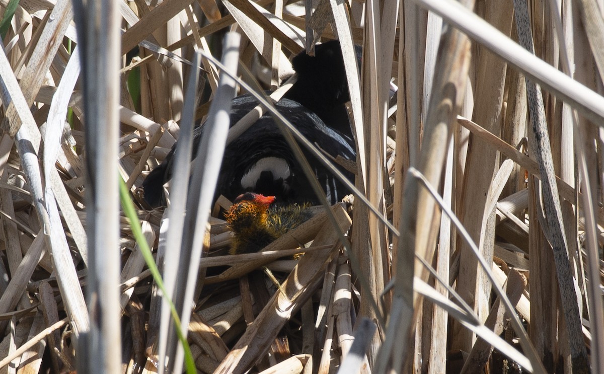 American Coot - ML461931931