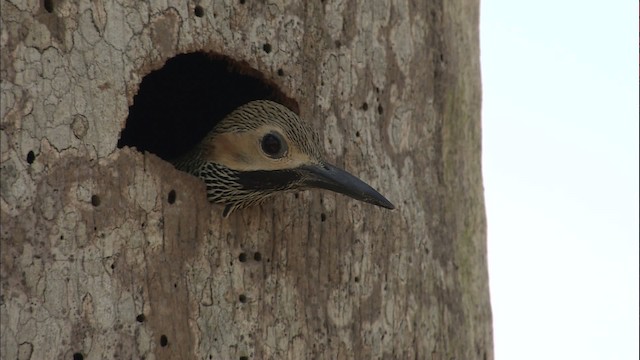 Fernandina's Flicker - ML461932