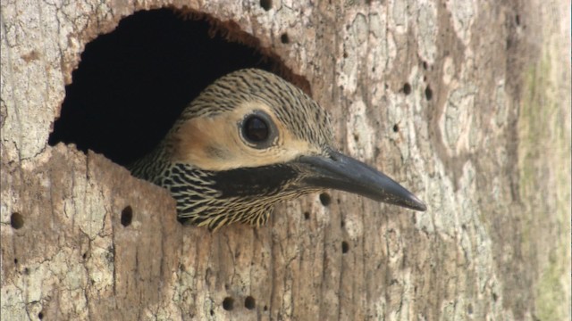 Fernandina's Flicker - ML461933