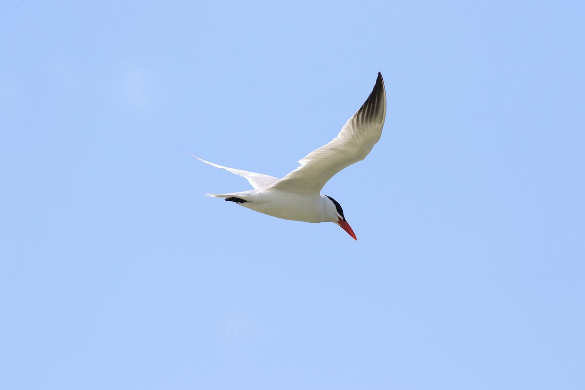 Caspian Tern - ML461933061