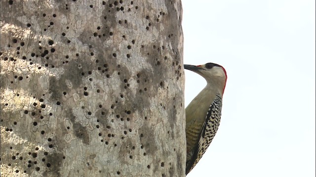 Fernandina's Flicker - ML461934