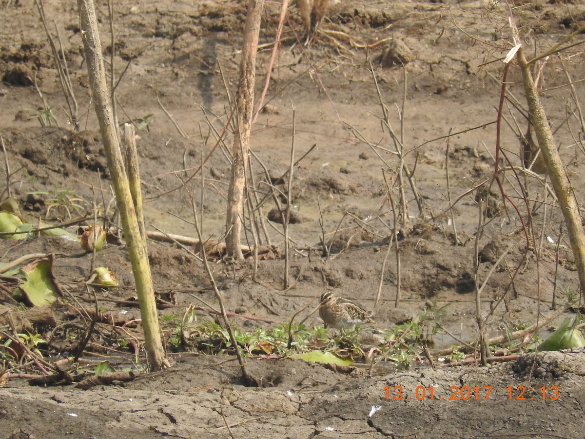 Common Snipe - ML46193501