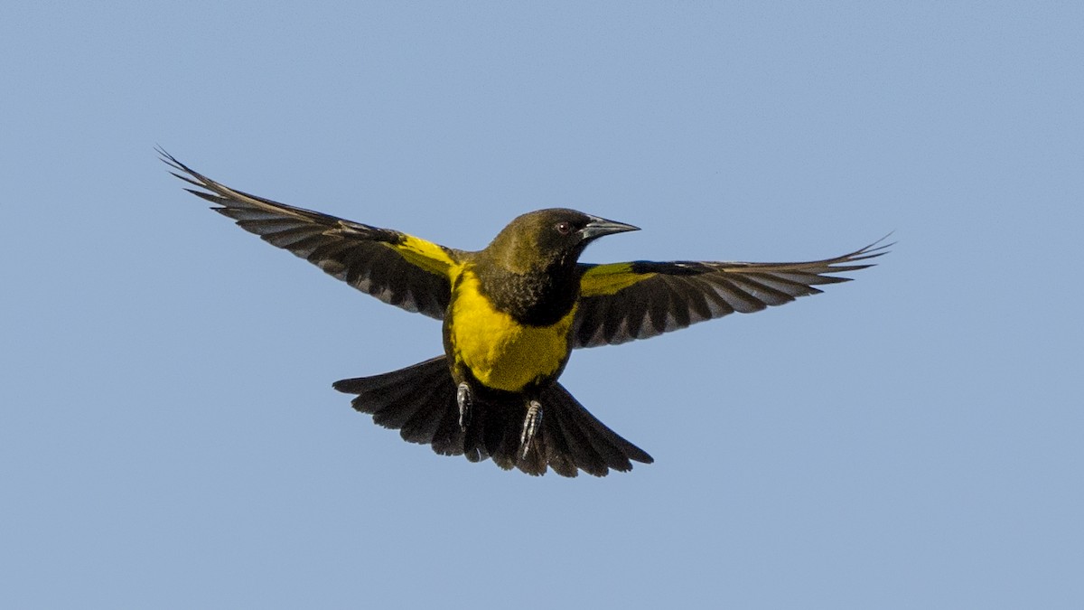 Brown-and-yellow Marshbird - Ignacio Zapata