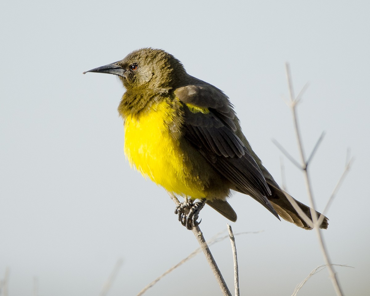 Brown-and-yellow Marshbird - Ignacio Zapata