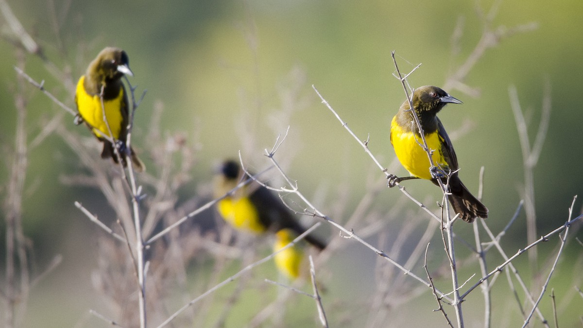 Brown-and-yellow Marshbird - Ignacio Zapata