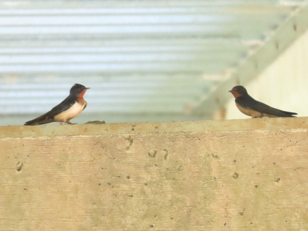 Barn Swallow - ML461935541