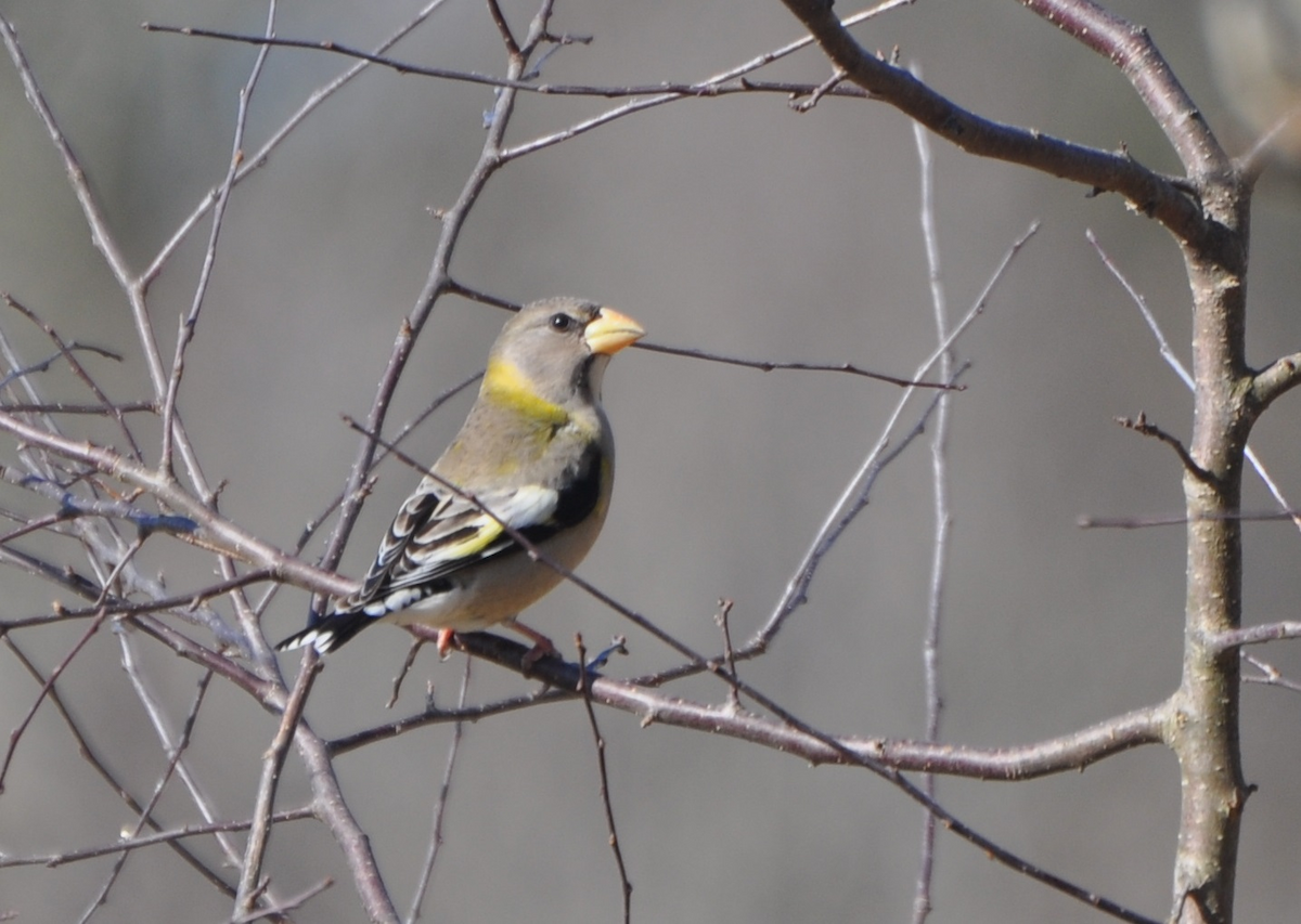Evening Grosbeak - ML46193631