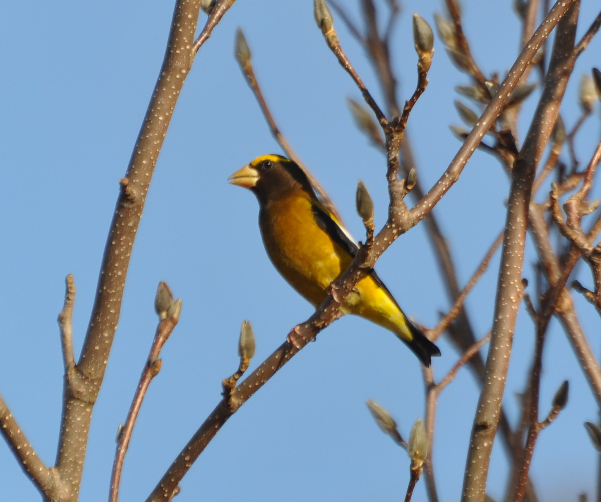 Evening Grosbeak - ML46193641