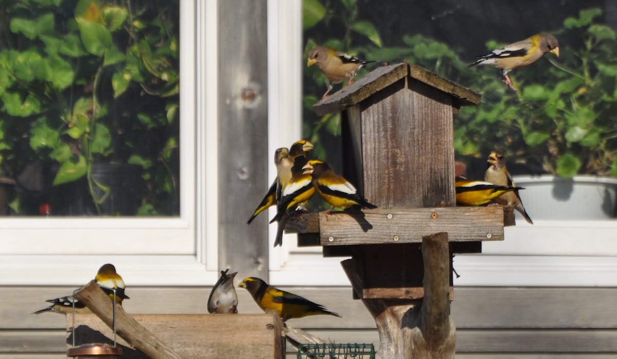 Evening Grosbeak - ML46193651