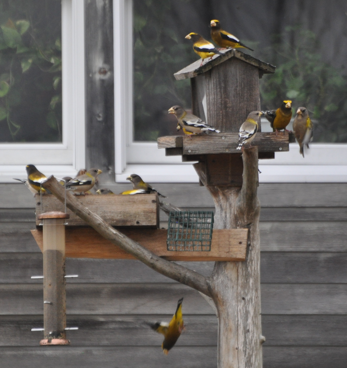 Evening Grosbeak - ML46193661