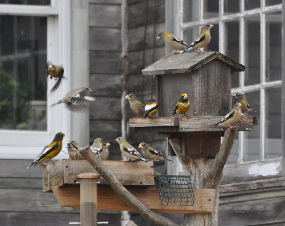 Evening Grosbeak - ML46193671