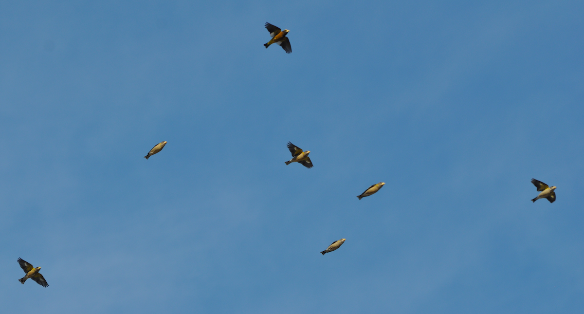 Evening Grosbeak - ML46193681