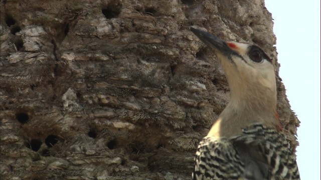 West Indian Woodpecker - ML461937