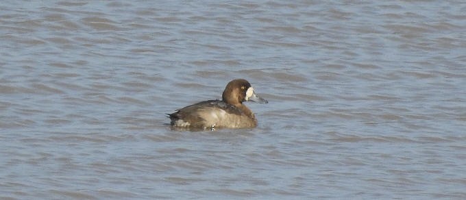 Greater Scaup - ML461937141
