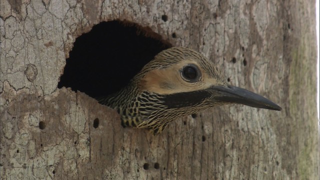 Fernandina's Flicker - ML461938