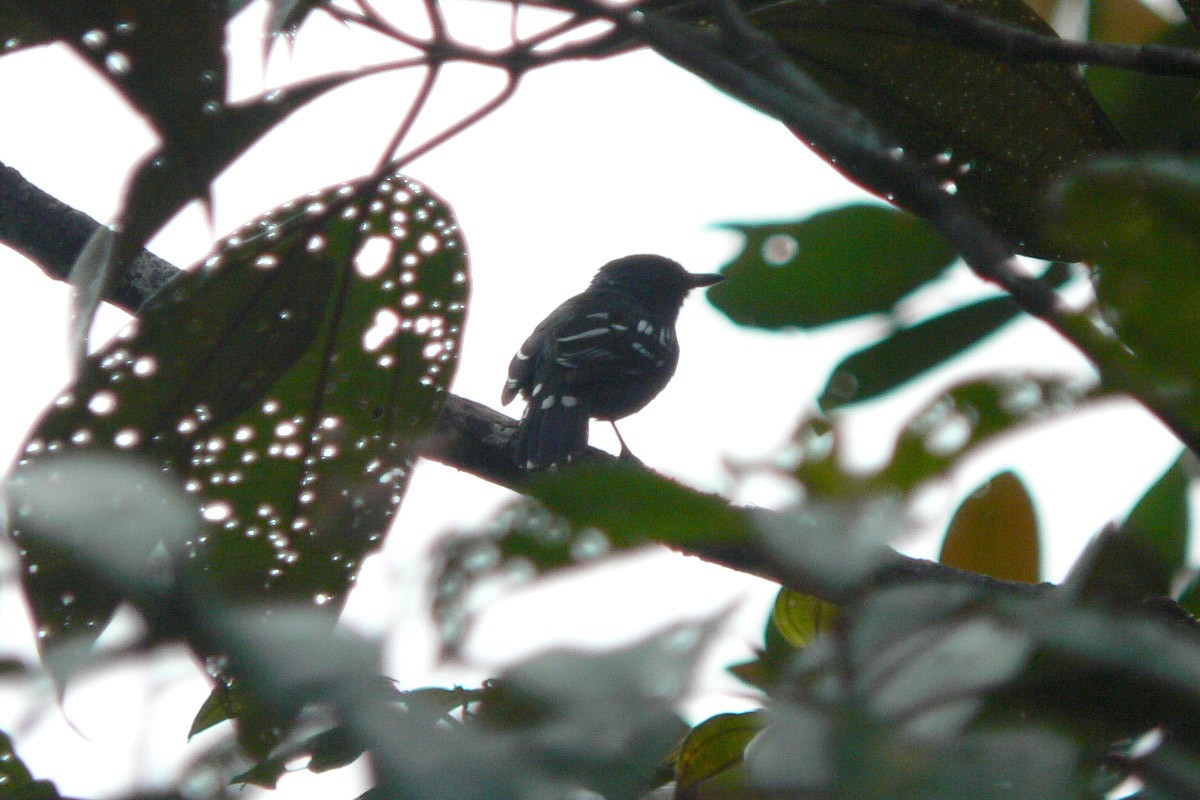 Streak-backed Antshrike - ML46193801