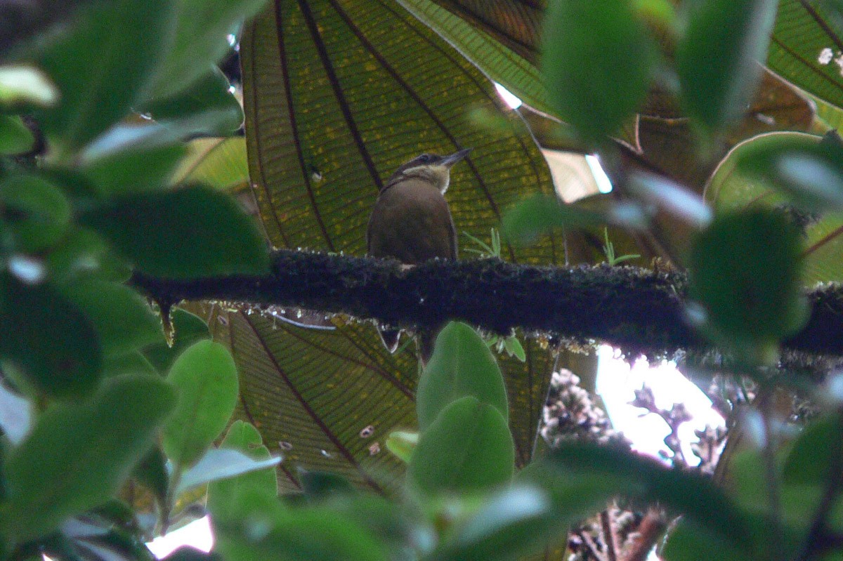 White-throated Foliage-gleaner - ML46193841