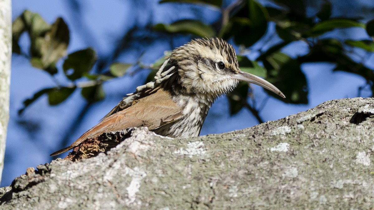 Narrow-billed Woodcreeper - ML461938671