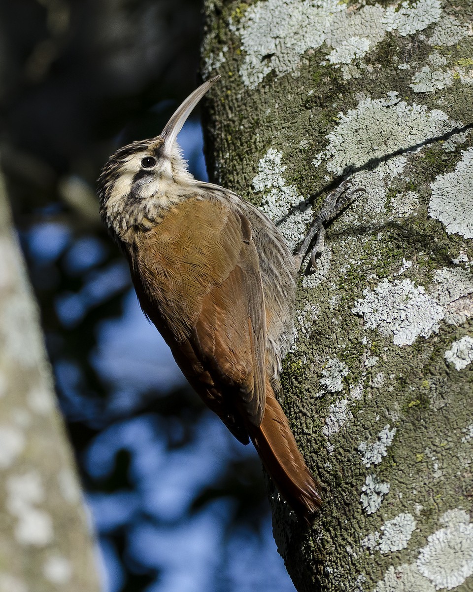 Narrow-billed Woodcreeper - ML461938681