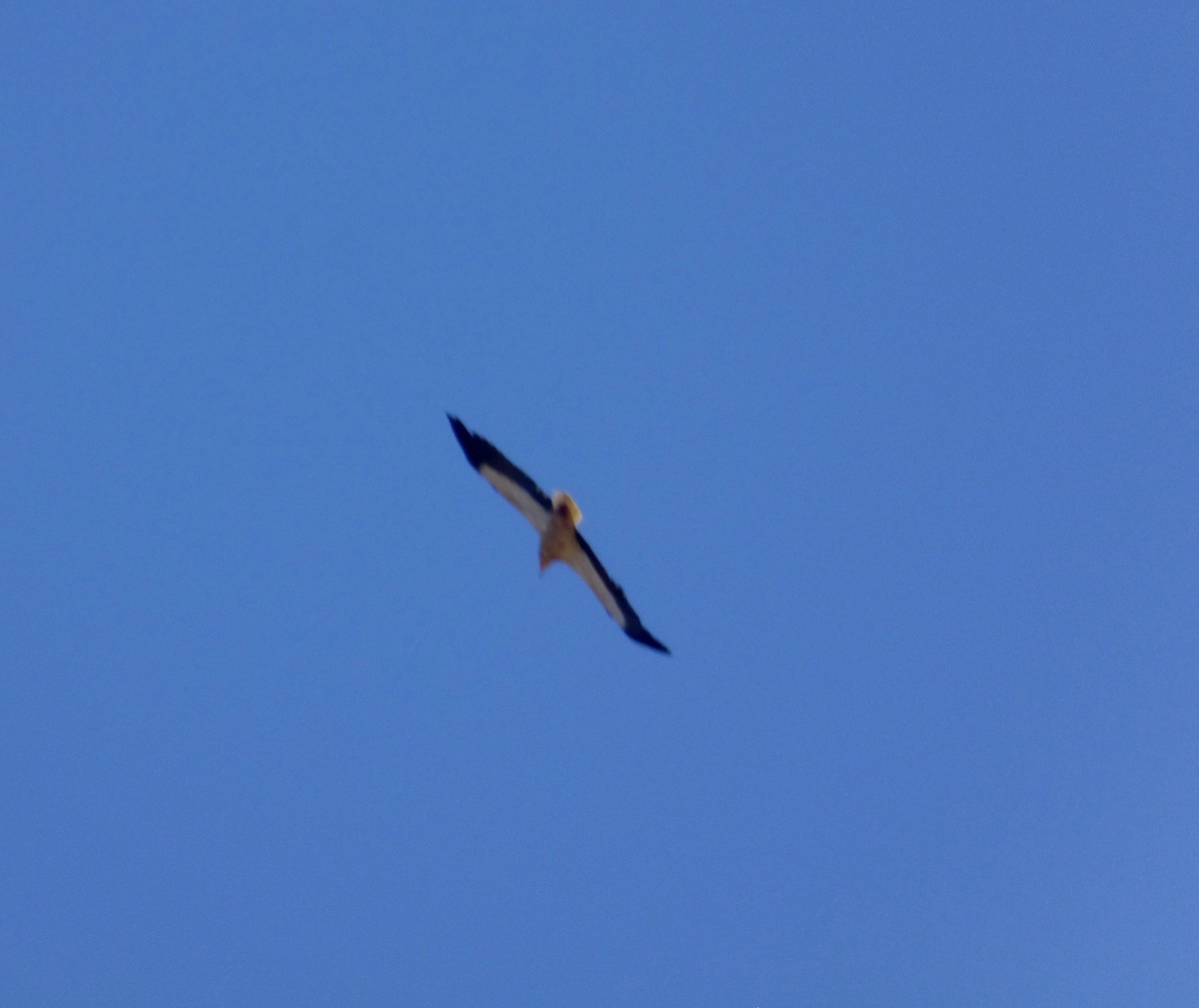 Egyptian Vulture - ML461938801