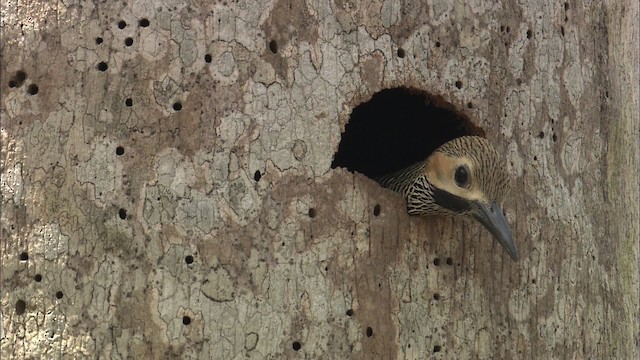 Fernandina's Flicker - ML461939