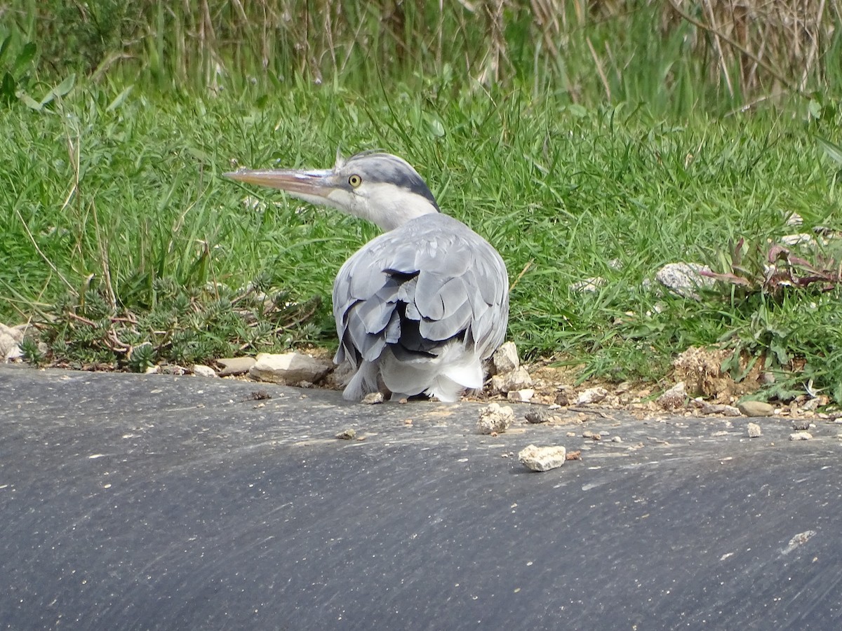 Gray Heron - ML461939401