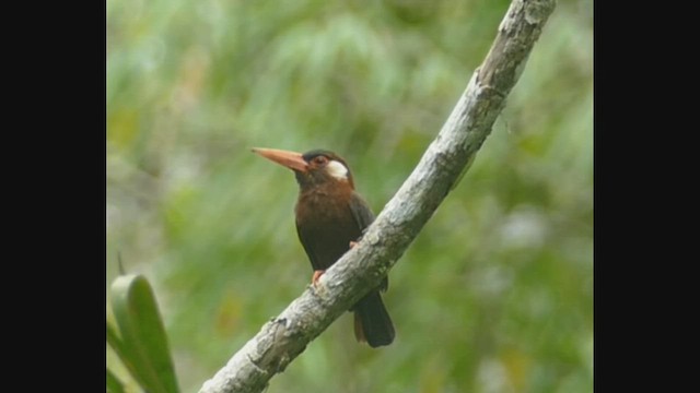 White-eared Jacamar - ML461939801