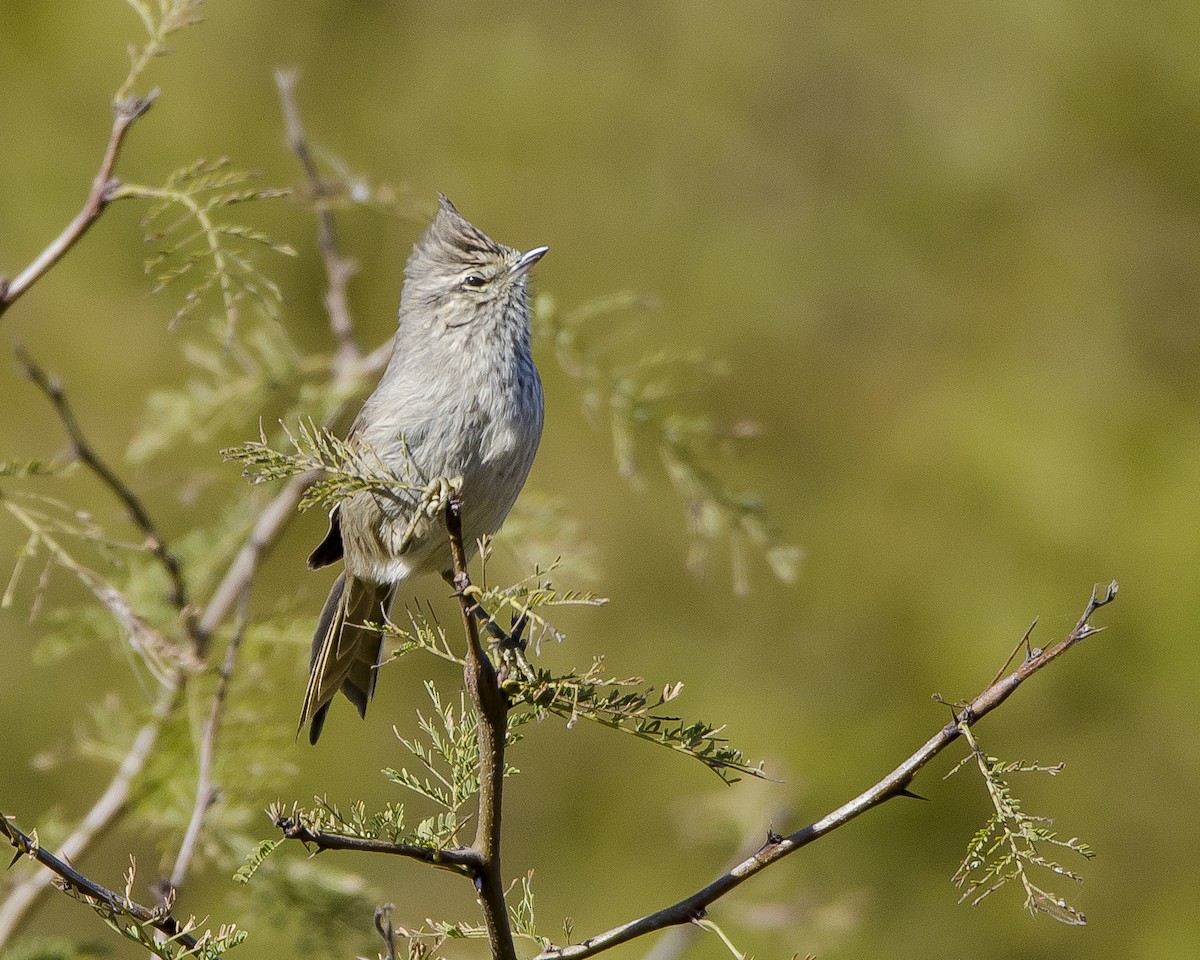 Tufted Tit-Spinetail - ML461939861