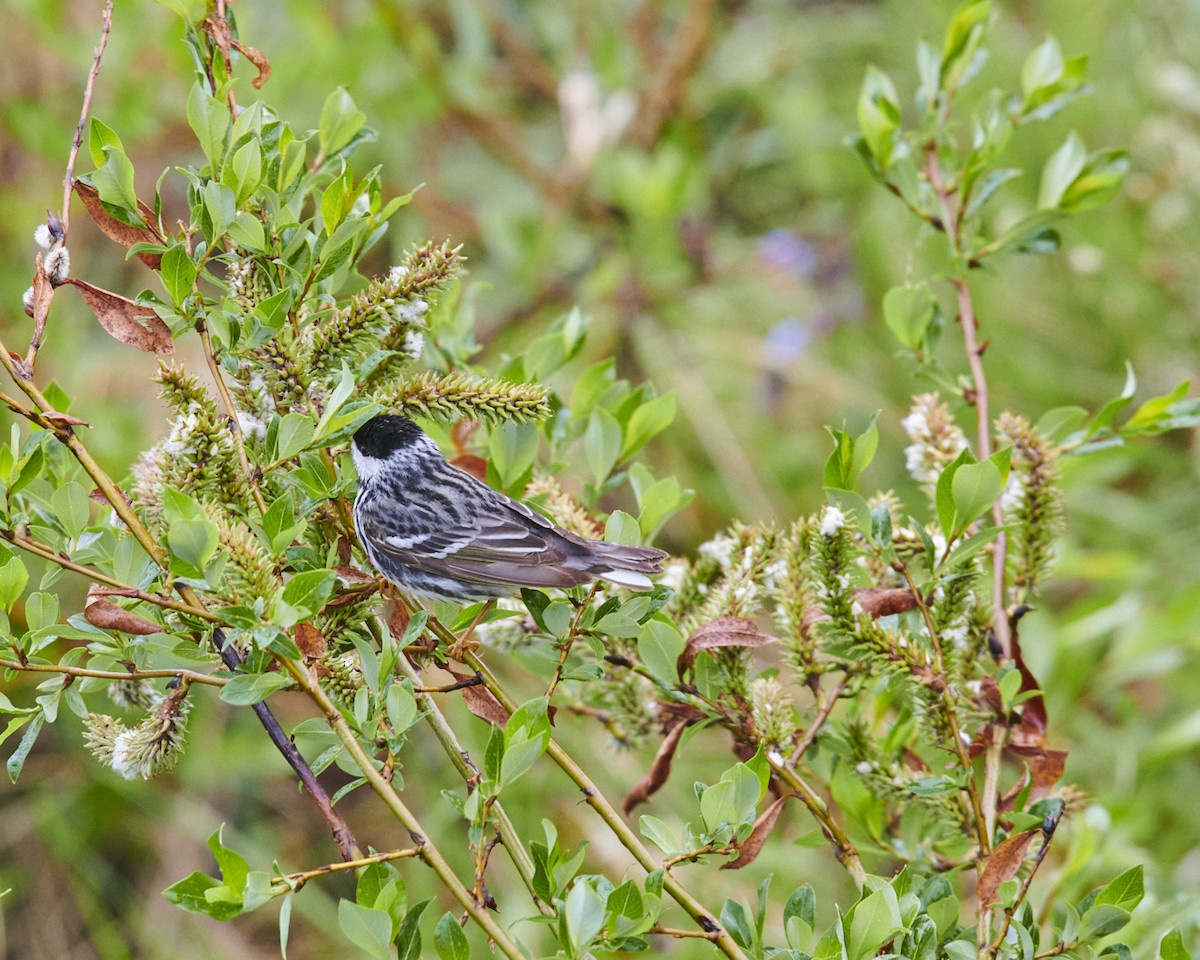 Blackpoll Warbler - Jerry Messinger