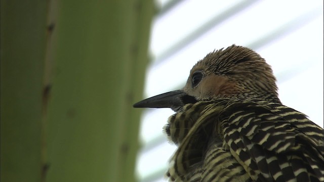 Fernandina's Flicker - ML461941