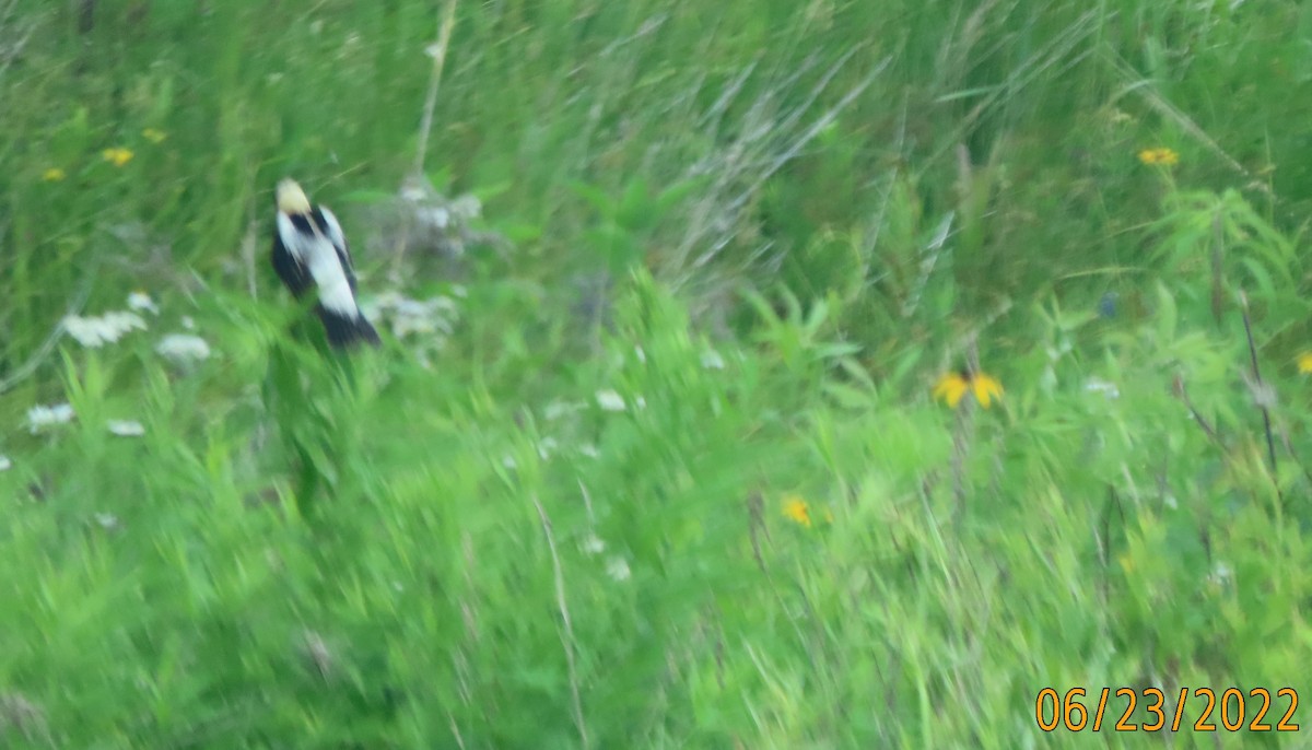 bobolink americký - ML461941041