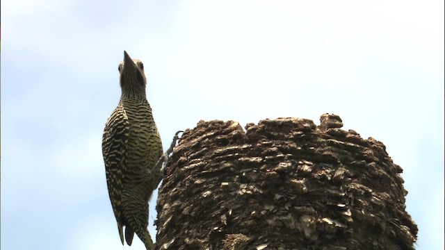 Fernandina's Flicker - ML461942