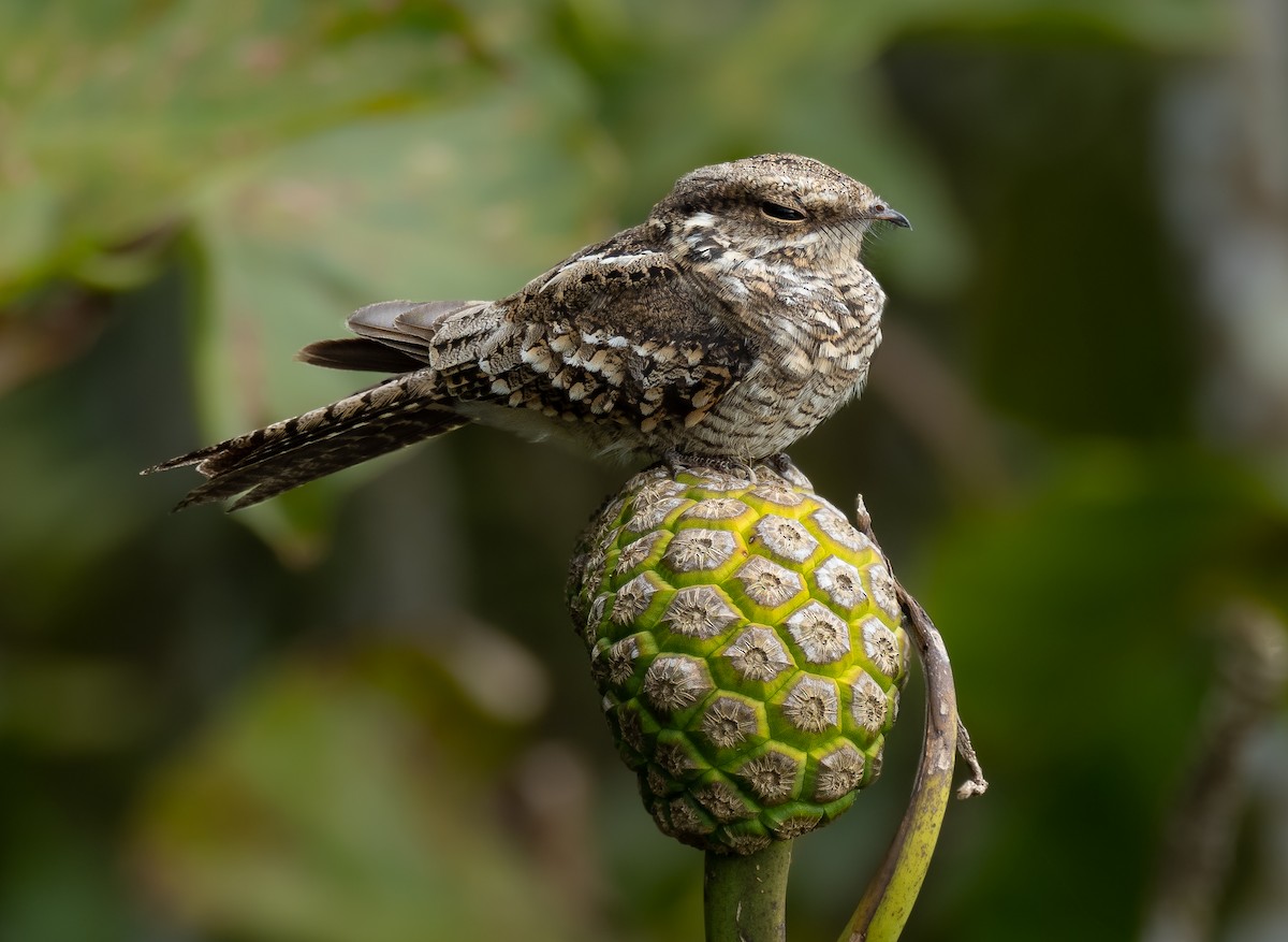 Ladder-tailed Nightjar - Alex Luna