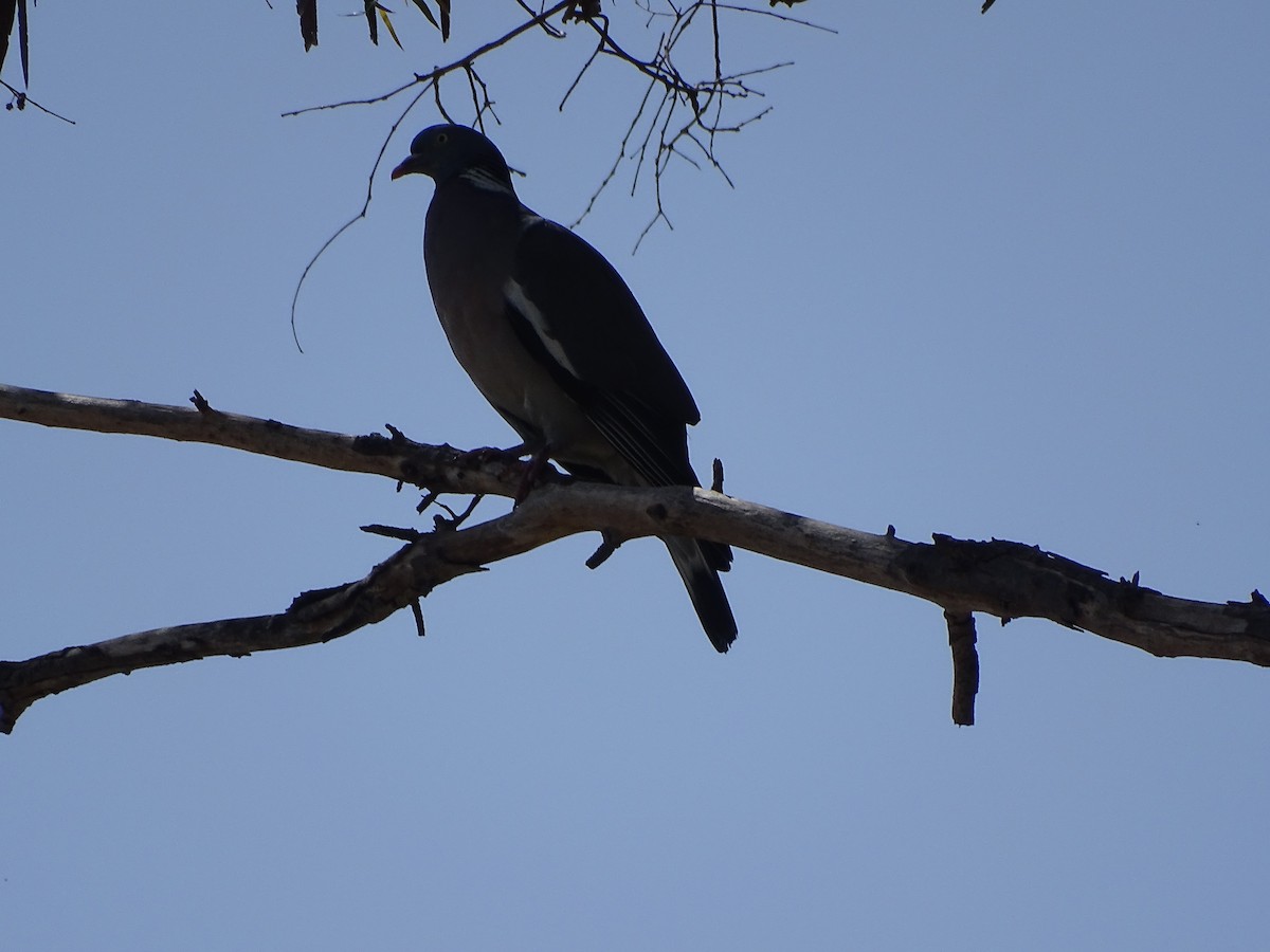 Common Wood-Pigeon - ML461942561