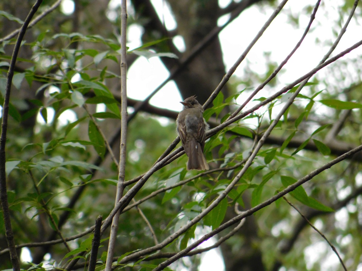 Greater Pewee - ML461942631