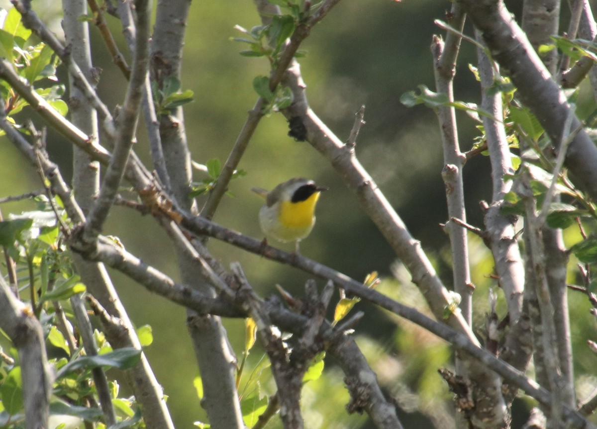 Common Yellowthroat - ML461943111