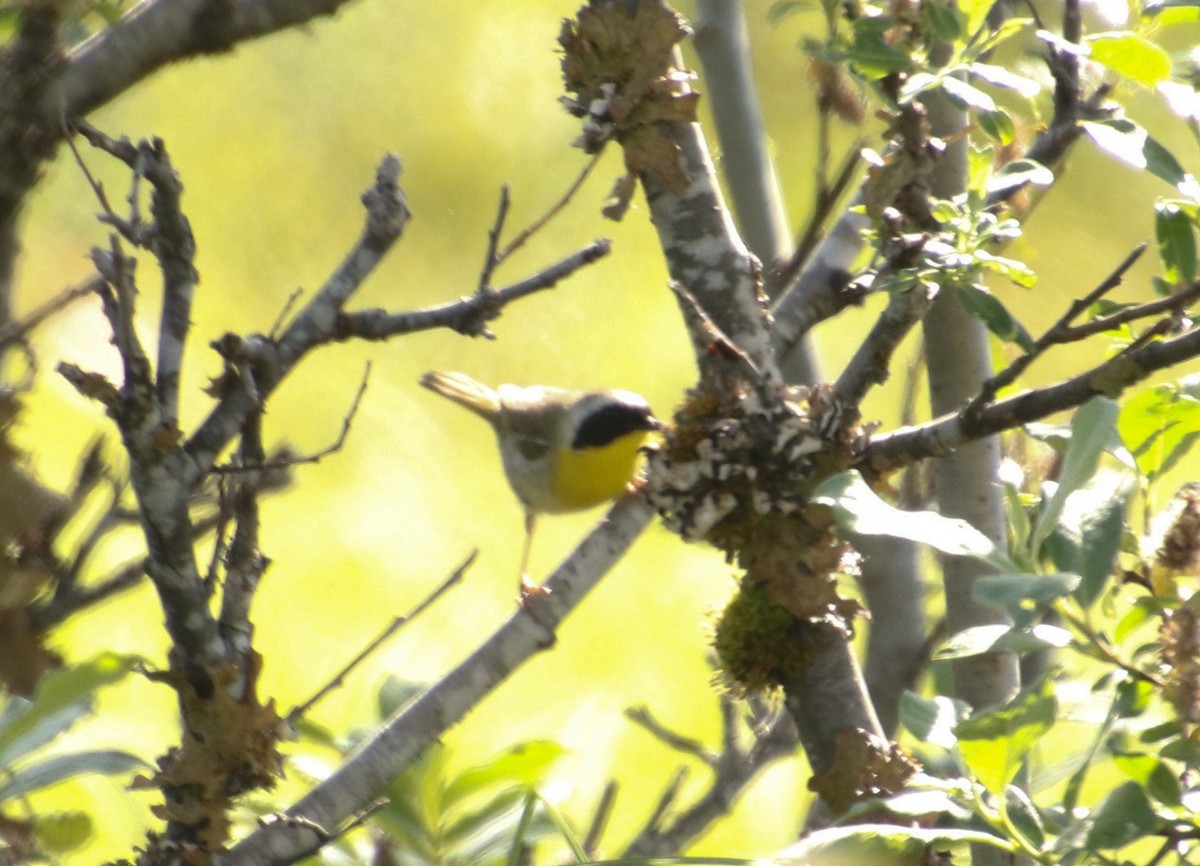 Common Yellowthroat - ML461943211