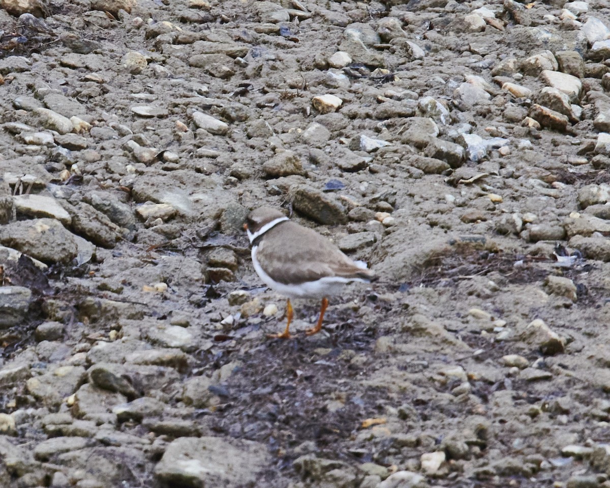 Semipalmated Plover - Jerry Messinger