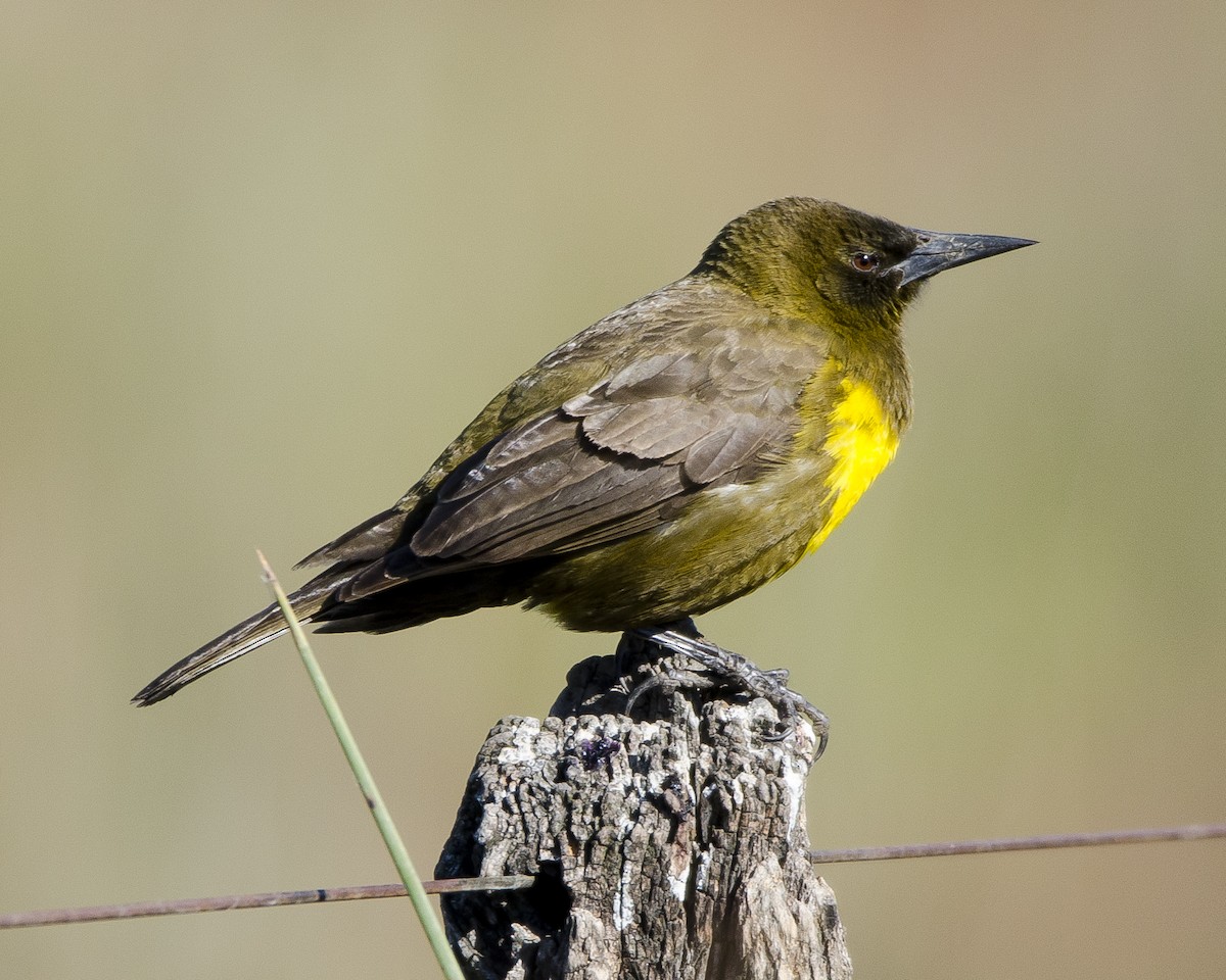 Brown-and-yellow Marshbird - Ignacio Zapata