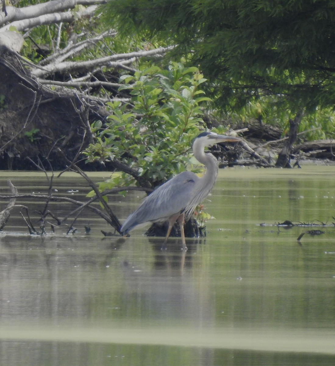 Great Blue Heron - ML461944741