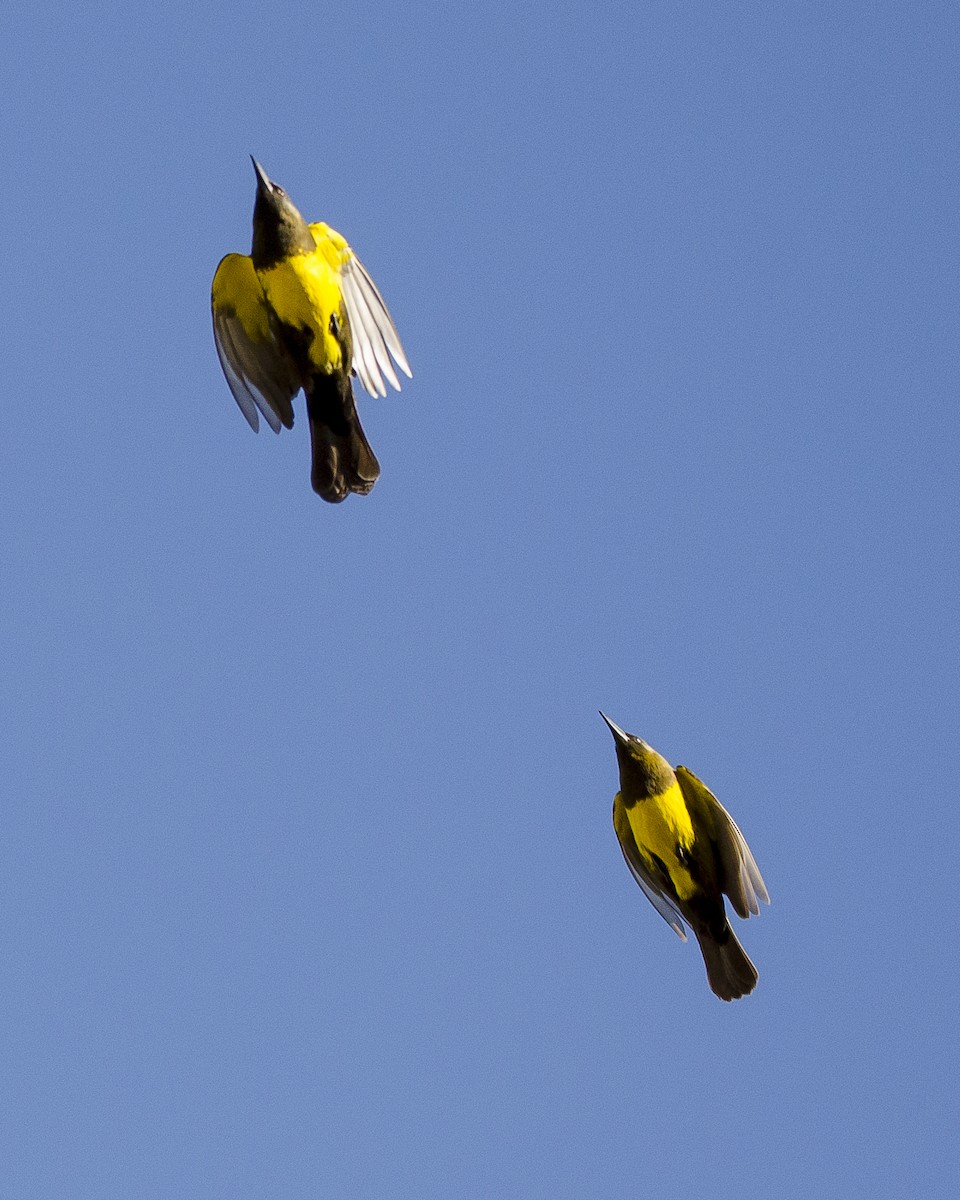 Brown-and-yellow Marshbird - ML461944791