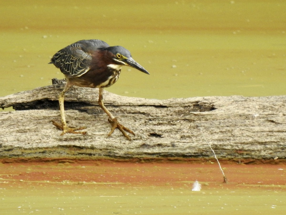 Green Heron - ML461944811