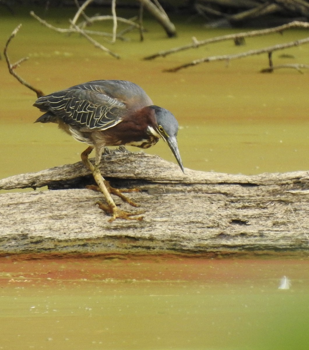 Green Heron - ML461944821