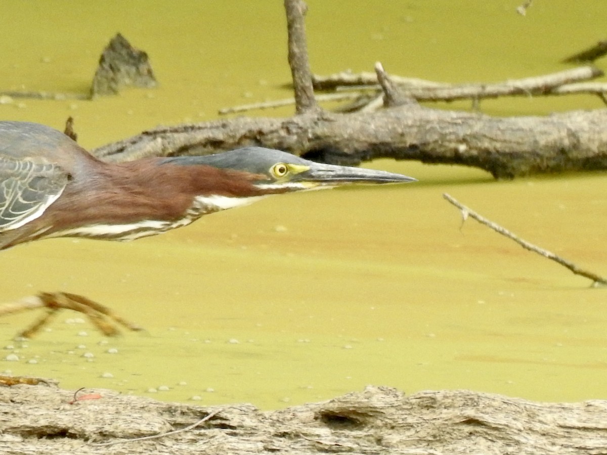 Green Heron - ML461944831
