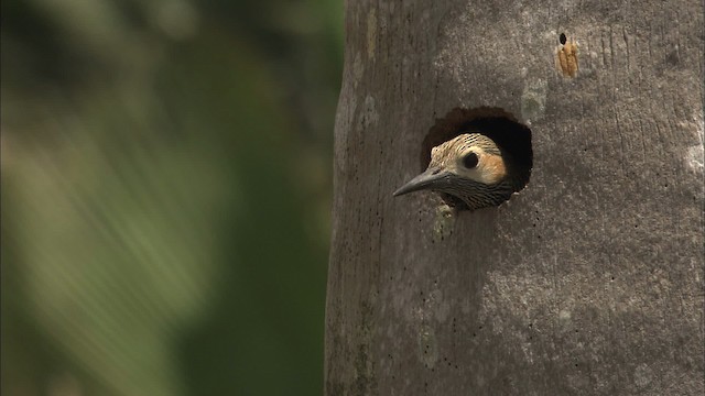 Fernandina's Flicker - ML461946