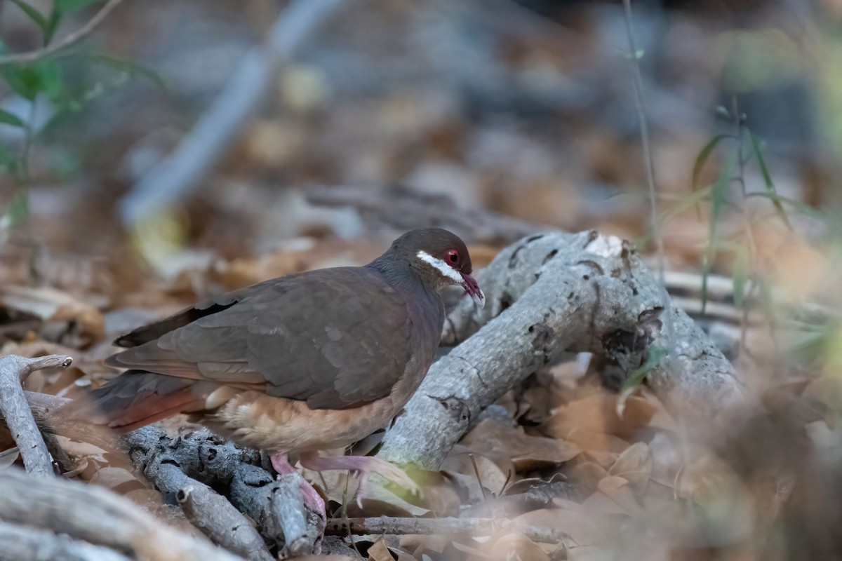 Bridled Quail-Dove - David Miller