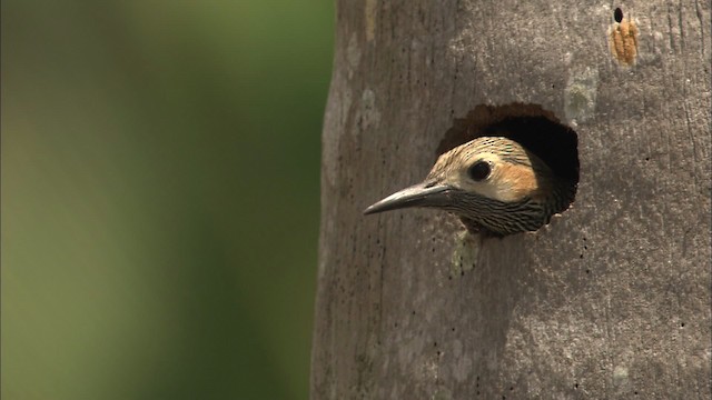 Fernandina's Flicker - ML461947