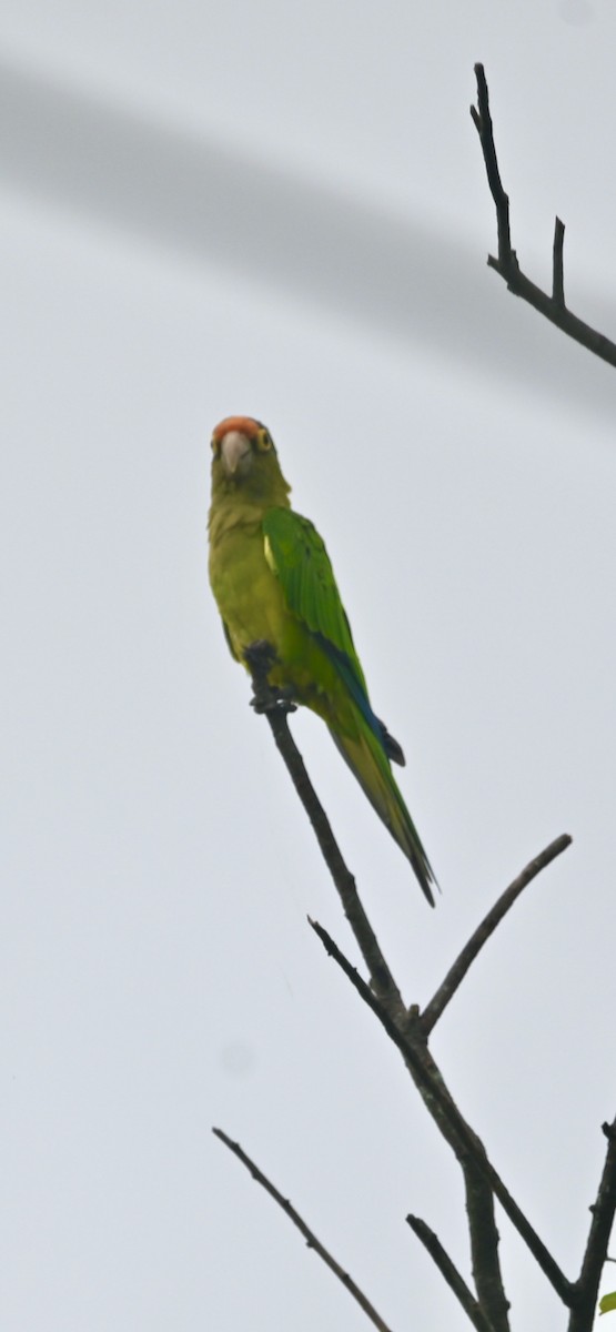 Orange-chinned Parakeet - ML461948371